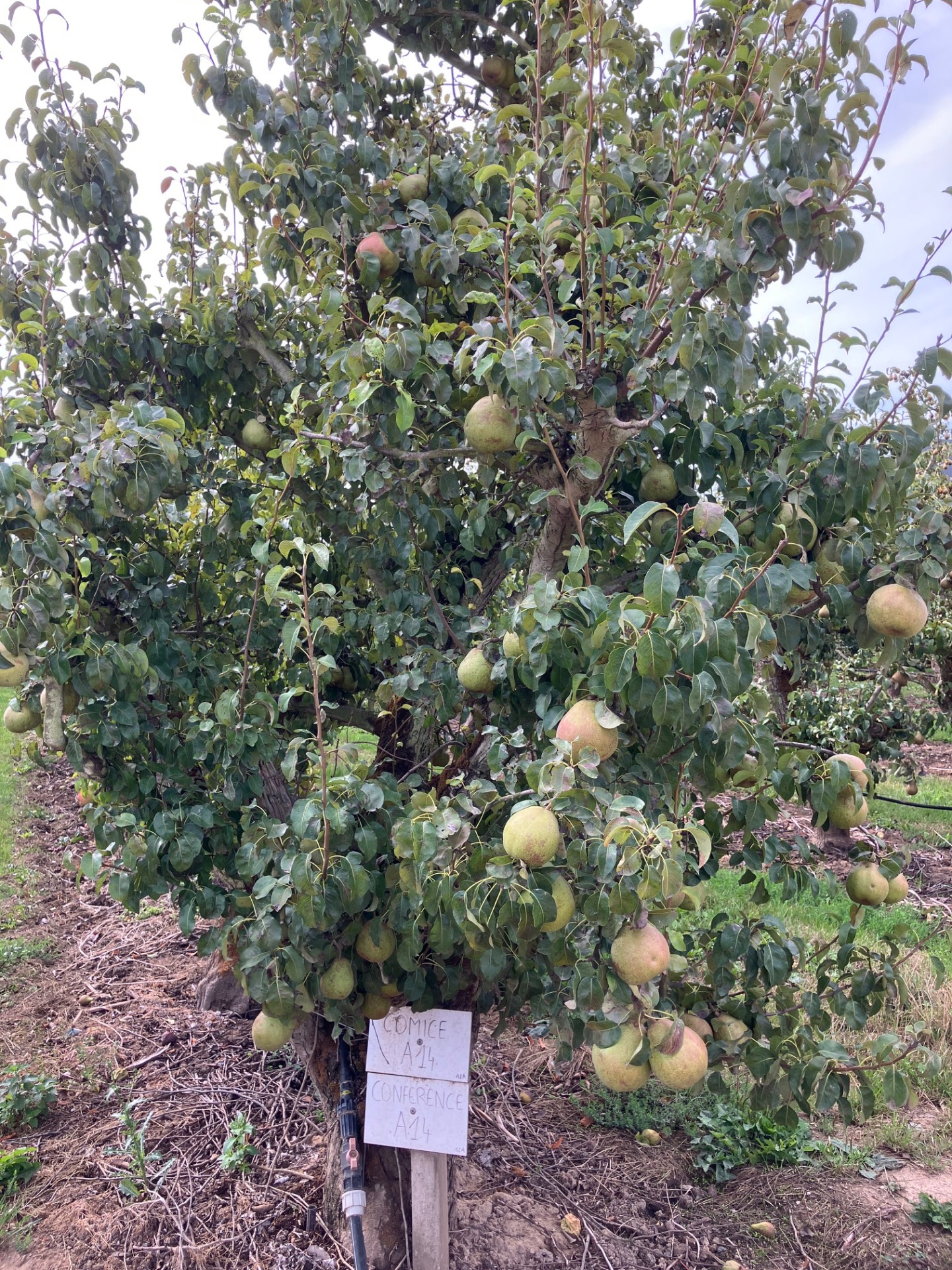 Marche à Illies du 25/08/26 (4/4)