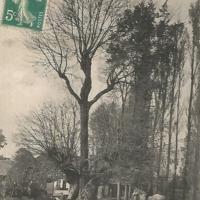 Vieille carte postale : tilleul de la ferme du Jonquoy à Aubers 